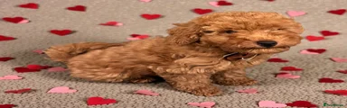 Miniature Poodle Puppy 2