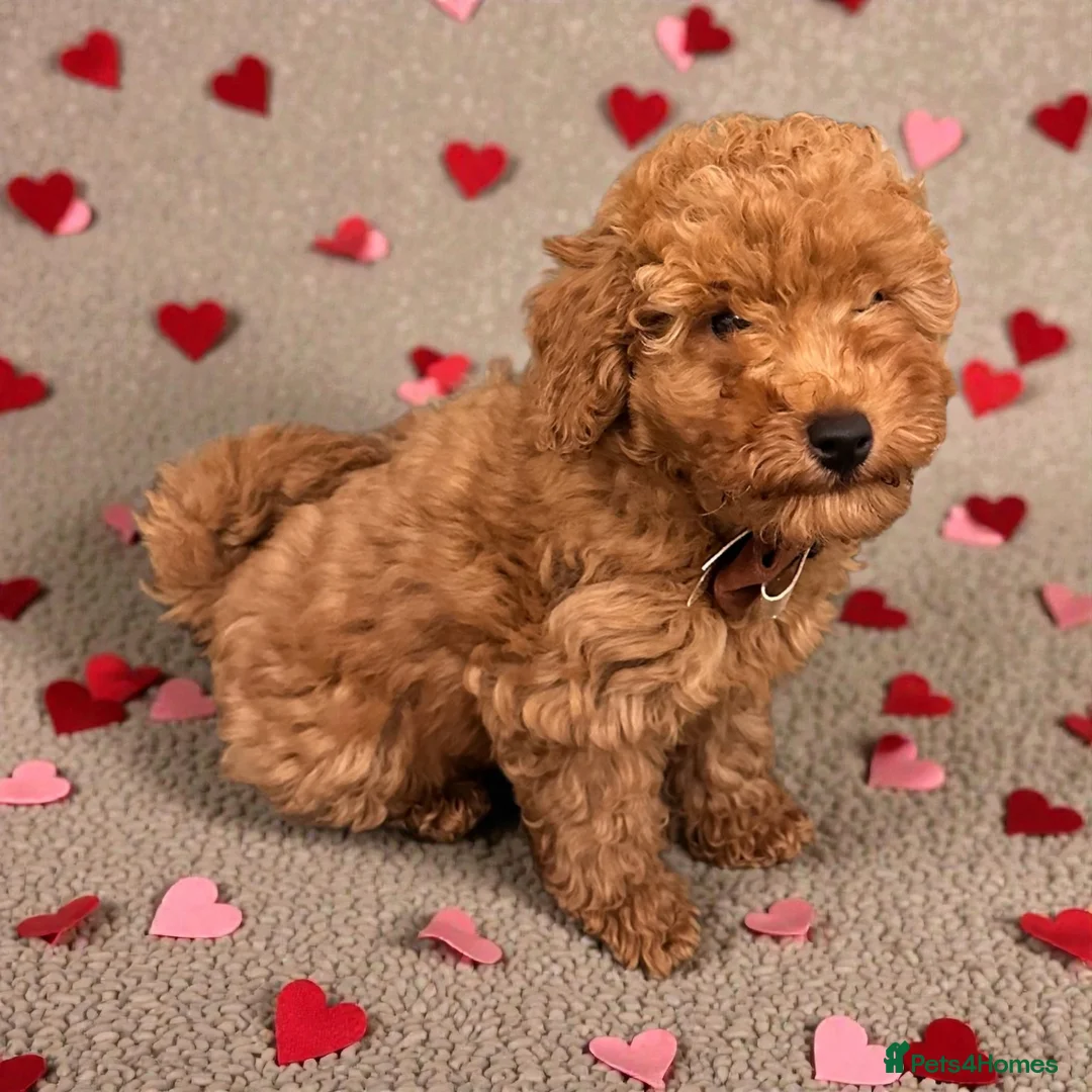 Miniature Poodle dogs for sale: Curly Teddy Bears - Advert 5