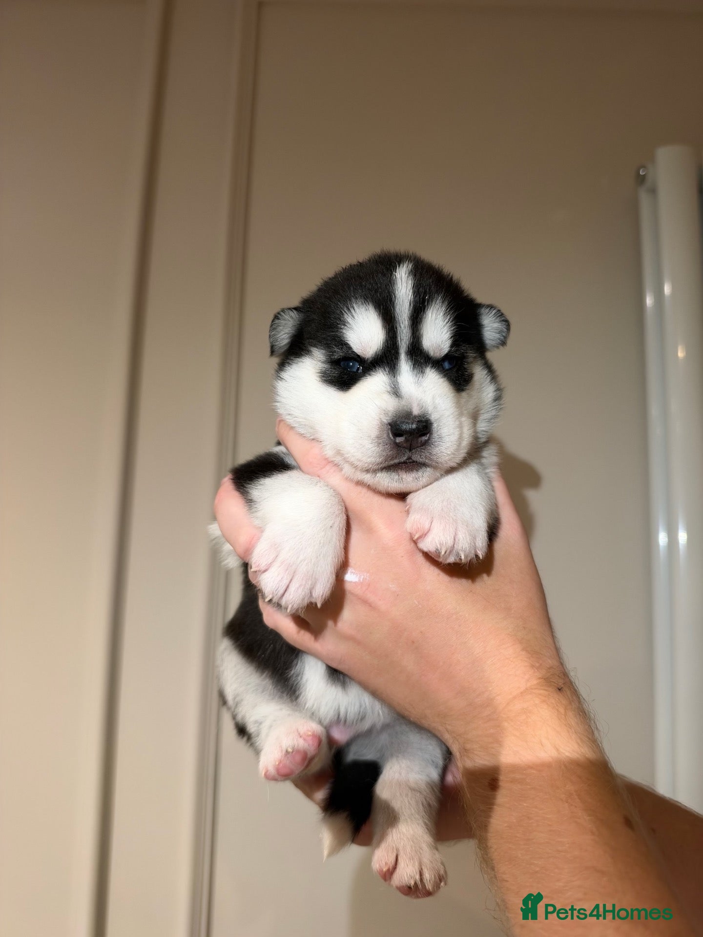 Siberian Husky dogs 1X BOY LEFT KC REGISTERED SIBERIAN HUSKY PUPPIES - Advert 2