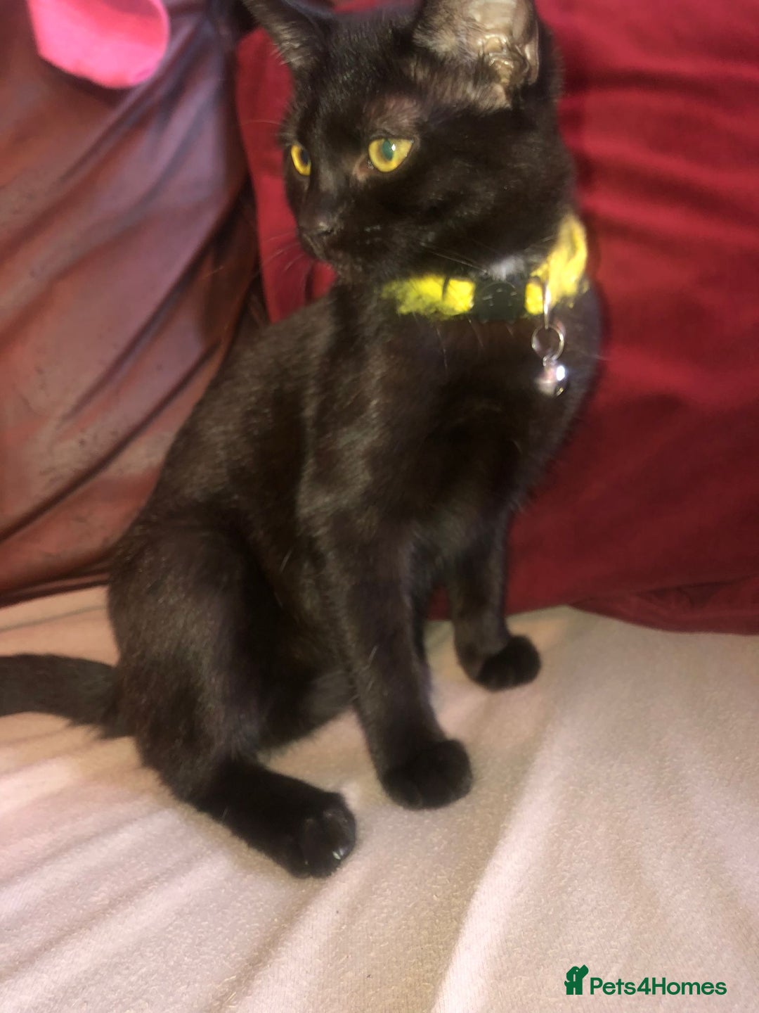 Mixed Breed cats for sale: Cute female kitten - Image 5