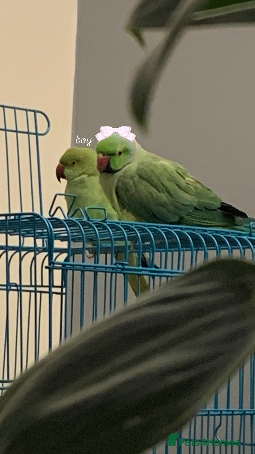 Ringnecks birds URGENT Bonded pair of ringnecks need an owner NOW! - Advert 5