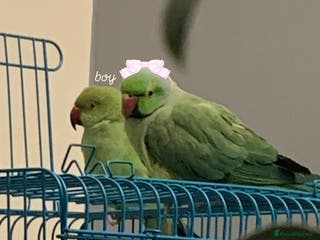 Ringnecks birds URGENT Bonded pair of ringnecks need an owner NOW! - Advert 14