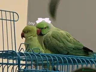 Ringnecks birds URGENT Bonded pair of ringnecks need an owner NOW! - Advert 1