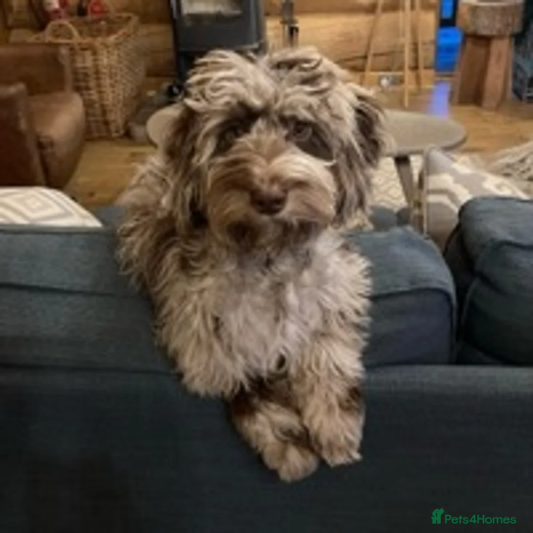 Cockapoo dogs for stud: F1 Merle Male Cockapoo for Stud in Nottingham - Advert 2