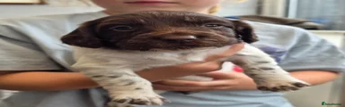 English Springer Spaniel Puppy 6