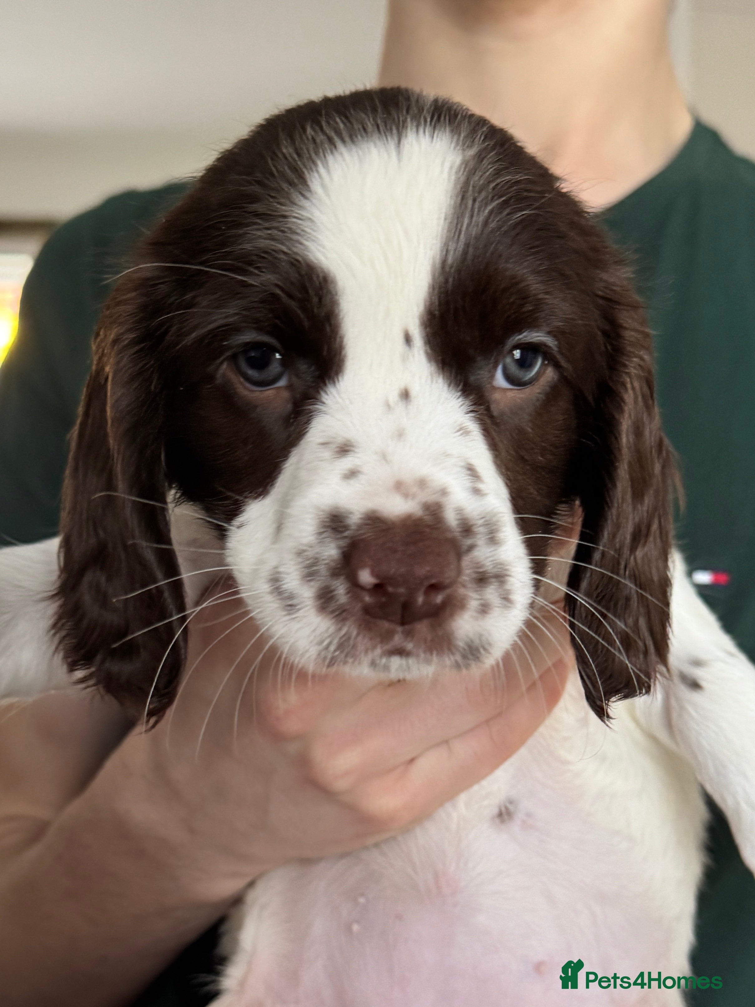 English Springer Spaniel dogs Beautiful KC Springer puppies - Advert 15