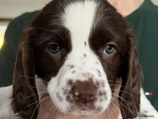 English Springer Spaniel dogs Beautiful KC Springer puppies - Advert 15