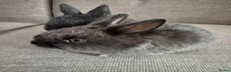 Mixed Breed rabbits for sale: Baby rabbits £50 for 2 in Leigh - Advert 3