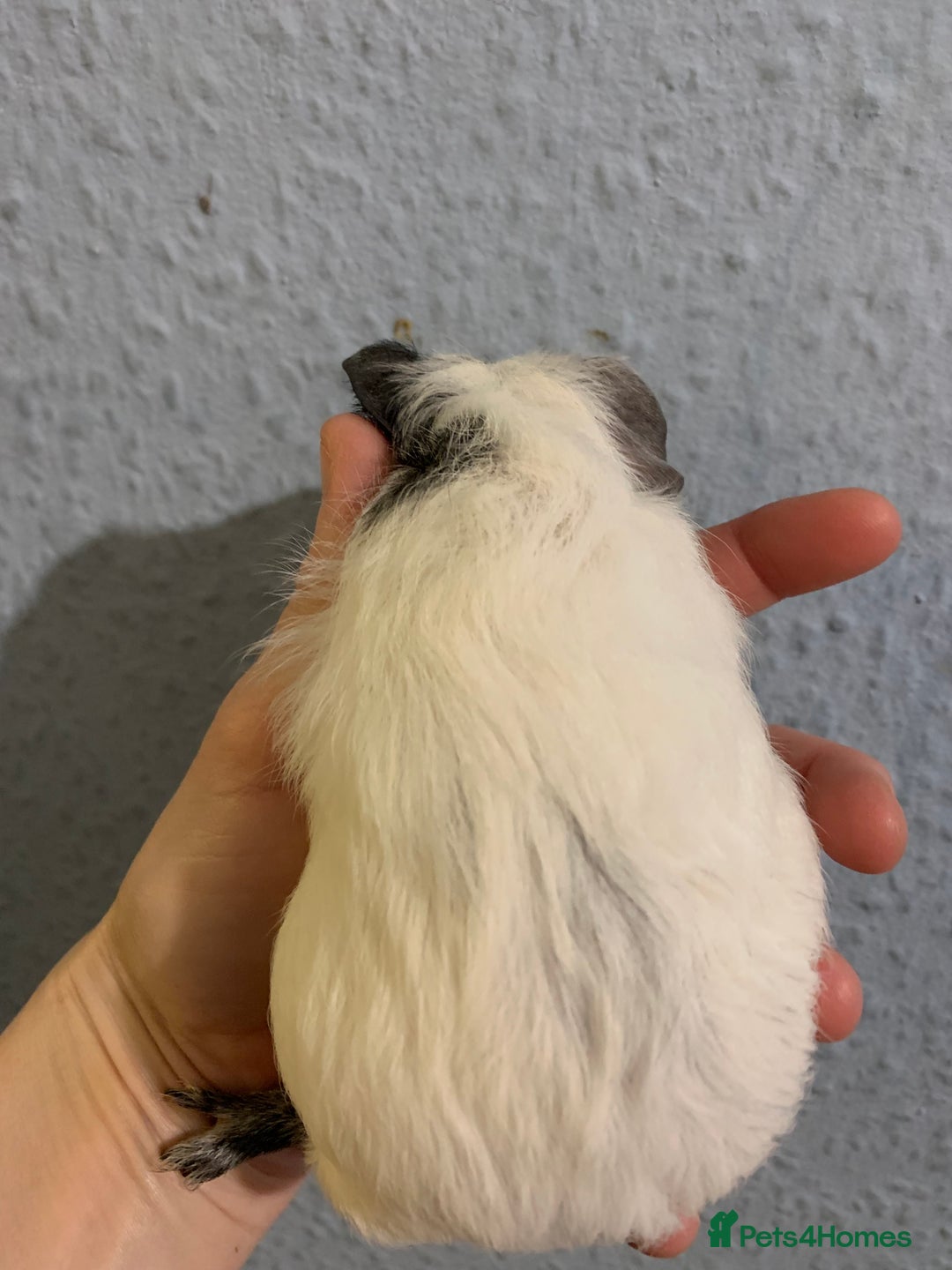 Guinea Pig rodents for sale: Skinny pigs and Skinny Pig Carriers - Advert 6