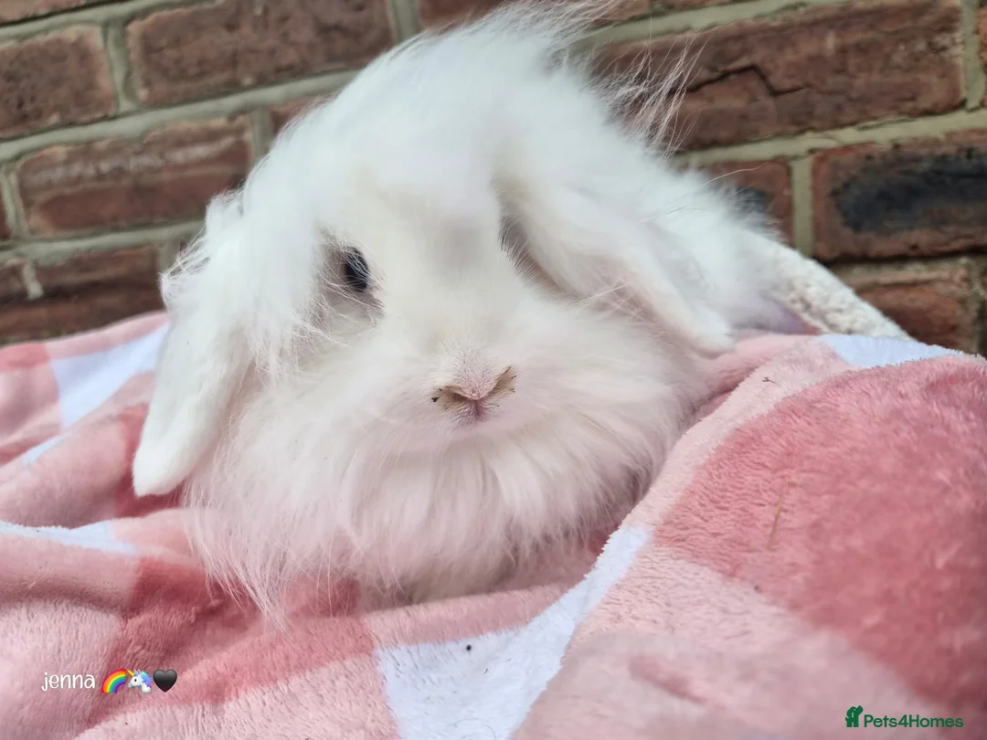 Mixed Breed rabbits for sale: Double mane lion head liop does  - Advert 8