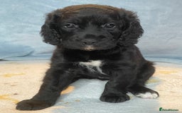 Mixed Breed dogs for sale: Cocker Spaniel cross Cavapoo Pups - Image 8