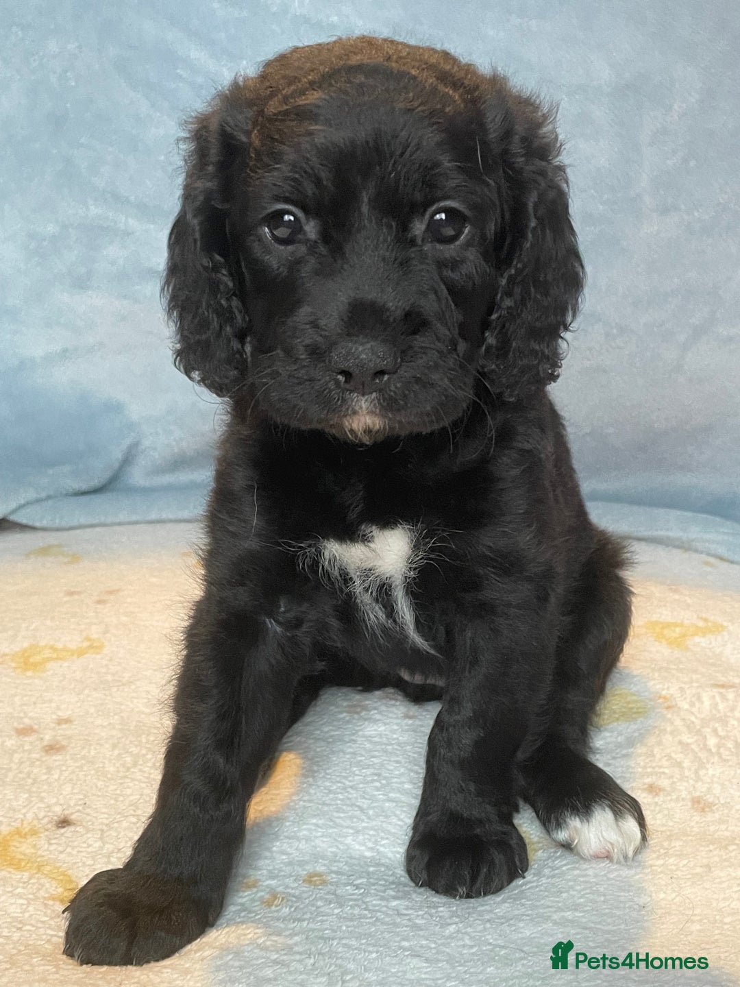 Mixed Breed dogs for sale: Cocker Spaniel cross Cavapoo Pups - Image 8