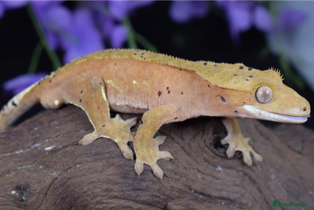 Gecko reptiles for sale: Various crested geckos - Advert 8