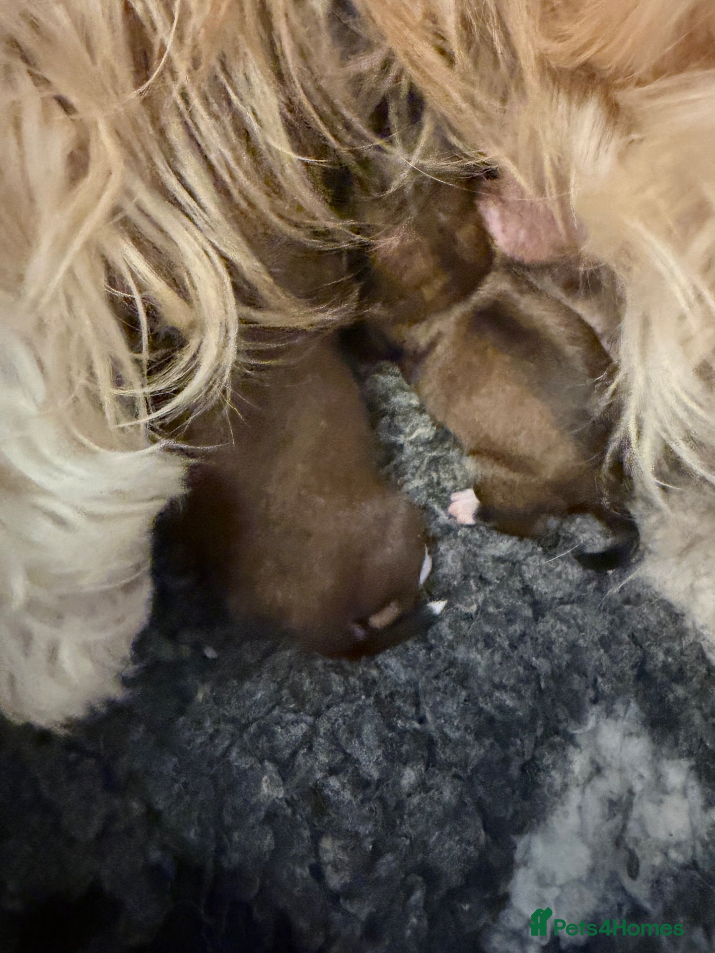 Havanese dogs Pure Havanese beauties  - Advert 2