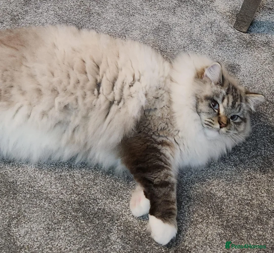 Ragdoll cats for sale: Huge Lynx mitted boy looking for a loving home - Advert 4