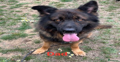 German Shepherd dogs GSD READY TO GO NOW - Advert 6