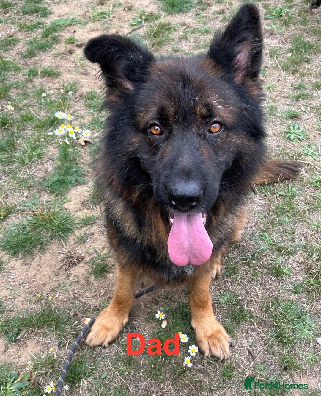 German Shepherd dogs for sale: LAST GIRL GSD READY TO GO - Advert 5
