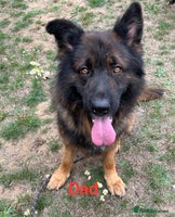 German Shepherd dogs GSD READY TO GO NOW - Advert 2