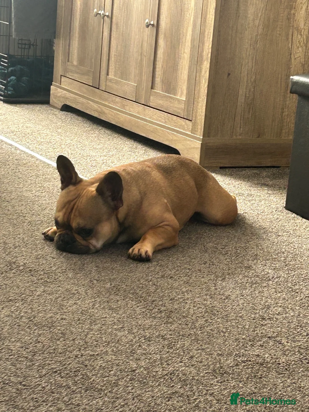 French Bulldog dogs for sale: Lovely Bailey  in Warrington - Advert 2