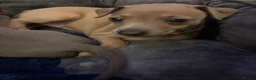 Italian Greyhound dogs for sale: 🐾 KC Registered Italian Greyhound Puppies 🐾 - Advert 16