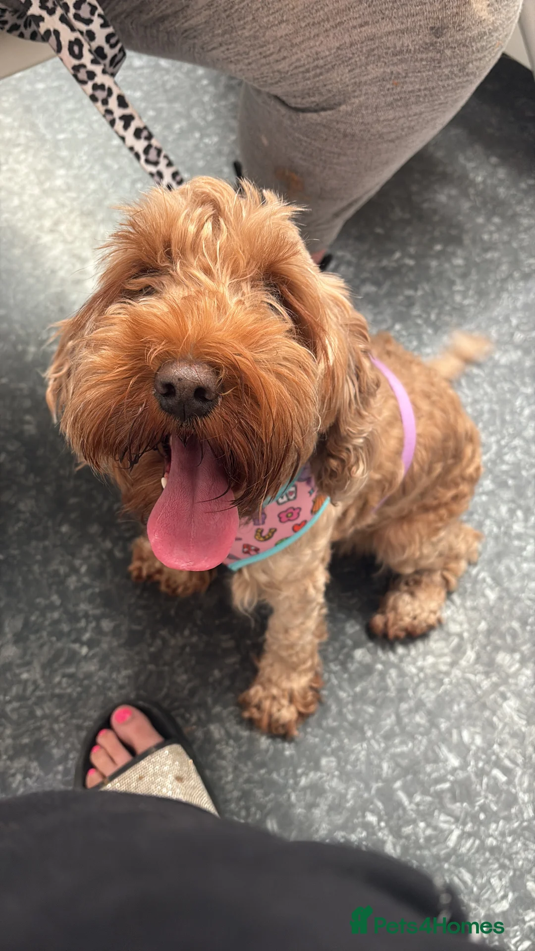 Cavapoo dogs for sale: Gorgeous cavapoos  - Advert 19
