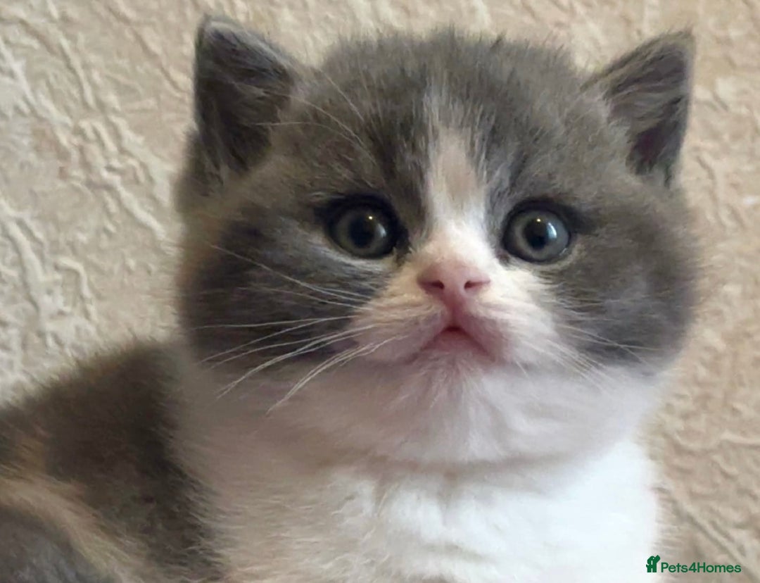 British Shorthair cats for sale: Stunning kittens 🎀🩵💞 - Image 2