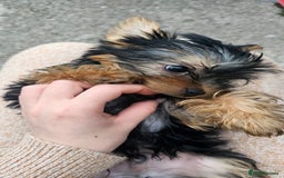 Yorkshire Terrier dogs for sale: 1 Male , Miniature Yorkshire  in Manchester - Image 28