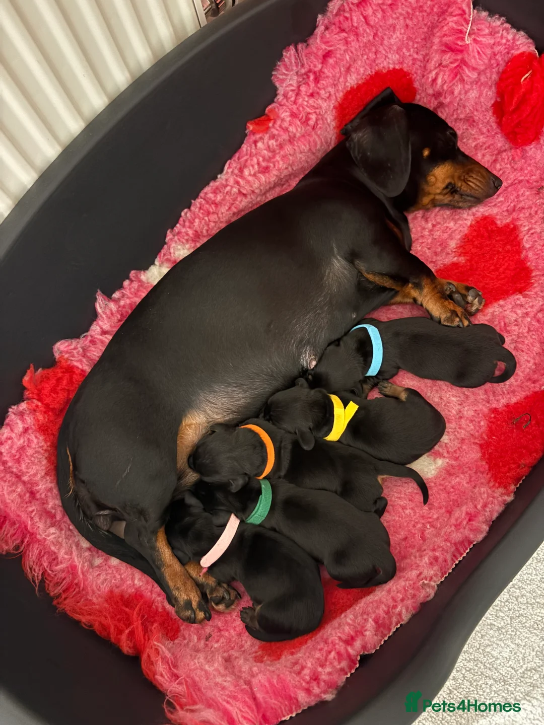 Miniature Dachshund dogs for sale: 4 beautiful boys for sale in Waterlooville - Advert 2