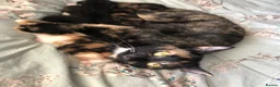 Mixed Breed cats for sale: Adorable Kittens Ready for their Forever Homes - Advert 19