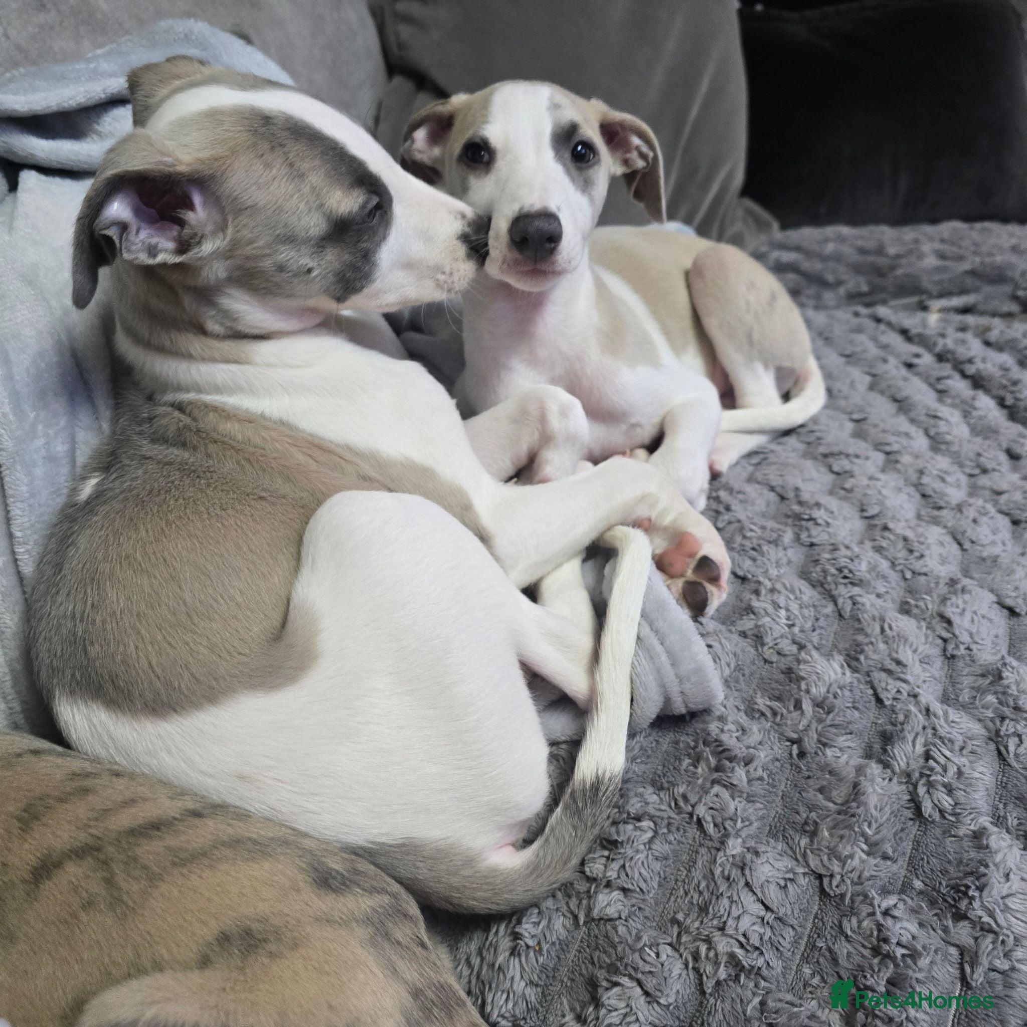 Whippet dogs The 4 most precious!Kc boys wippets 🐶    - Advert 2