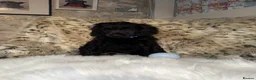 Standard Poodle dogs for sale: Starri’ PupStars   - standard poodle  - Advert 21