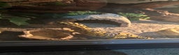 Gecko reptiles for sale: 🦎 Leopard Gecko  - Advert 4