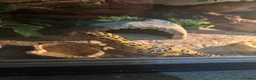 Gecko reptiles for sale: 🦎 Leopard Gecko  - Advert 4