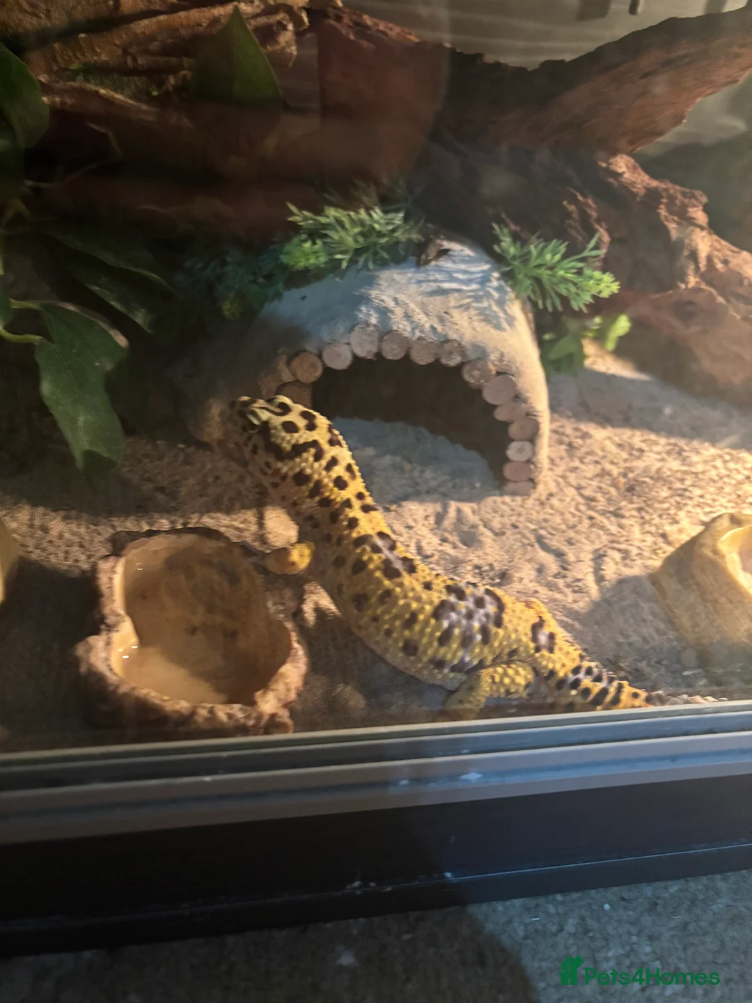 Gecko reptiles for sale: 🦎 Leopard Gecko  - Advert 4