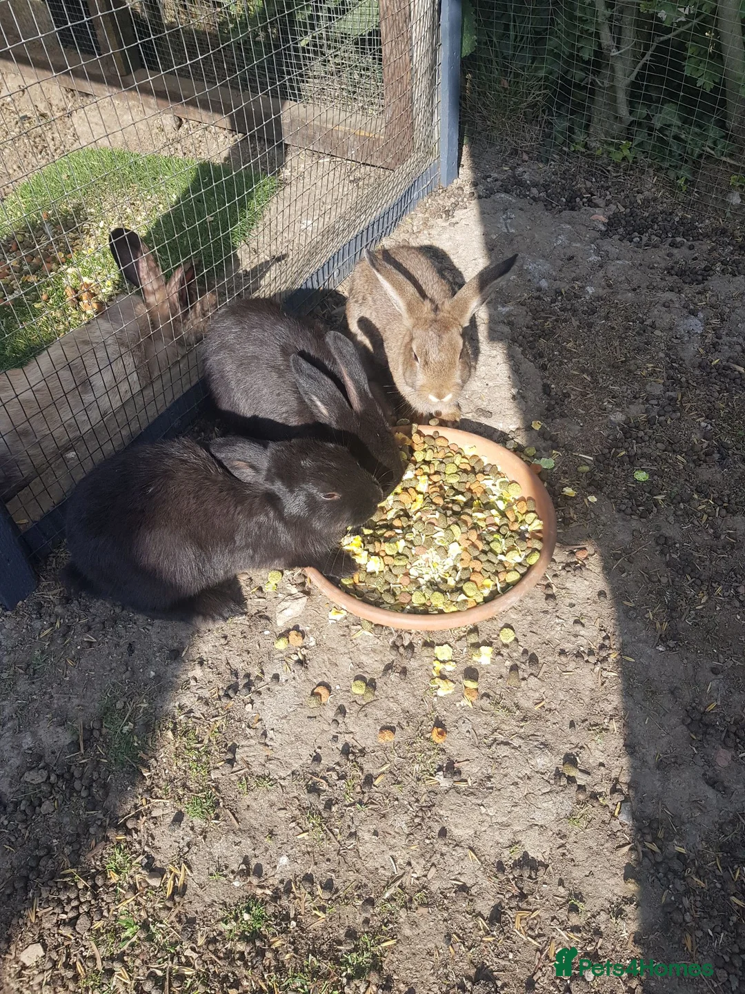 Mixed Breed rabbits for sale: Baby rabbits  - Advert 5