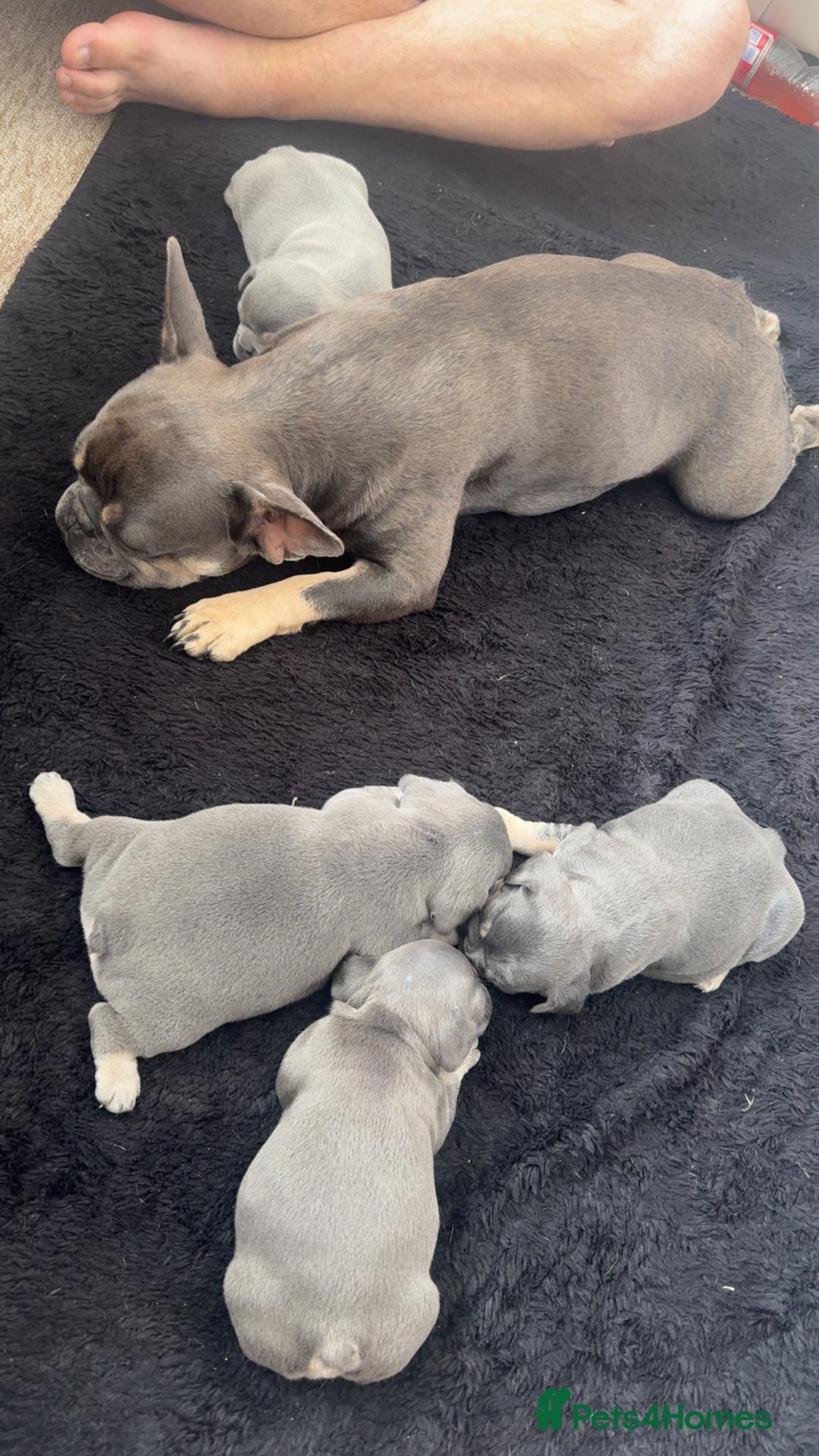 French Bulldog dogs for sale: French bulldog puppy’s  - Image 3