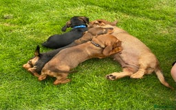 Dachshund dogs for sale: Stunning Dachshunds  - Image 12