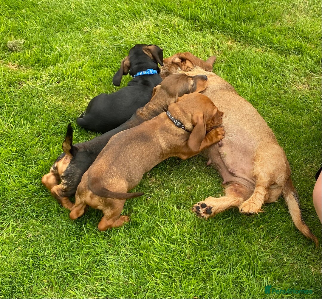 Dachshund dogs for sale: Stunning Dachshunds  - Image 12