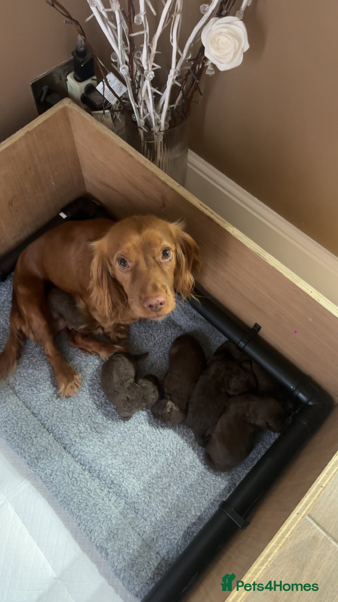 Cockapoo dogs for sale: Cockerpoos  - Image 1