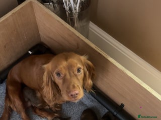 Cockapoo dogs - Advert 13