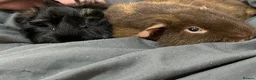 Guinea Pig rodents for sale: Guinea pigs for rehoming  - Advert 1