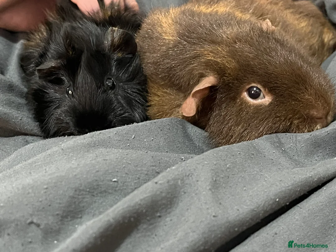 Guinea Pig rodents for sale: Guinea pigs for rehoming  - Advert 1