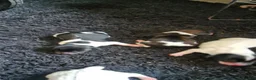 Jack Russell dogs for sale: Jack Russell puppies  - Advert 7