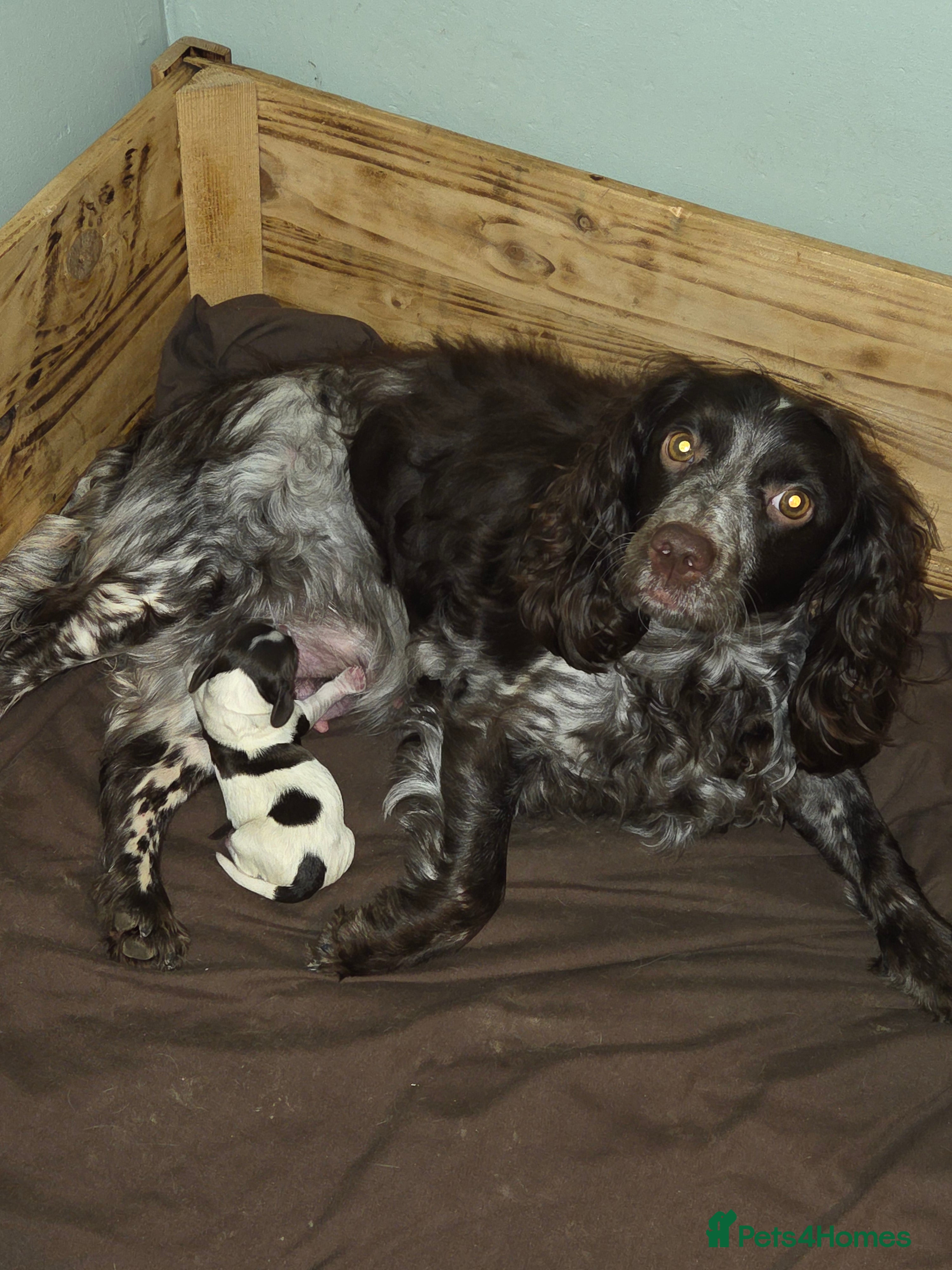 Cocker Spaniel dogs Beautiful male Cocker Spaniel pup - Advert 9