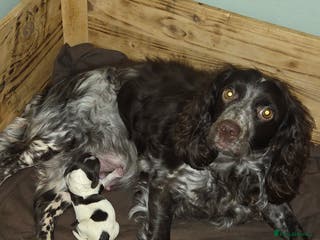 Cocker Spaniel dogs Beautiful male Cocker Spaniel pup - Advert 9