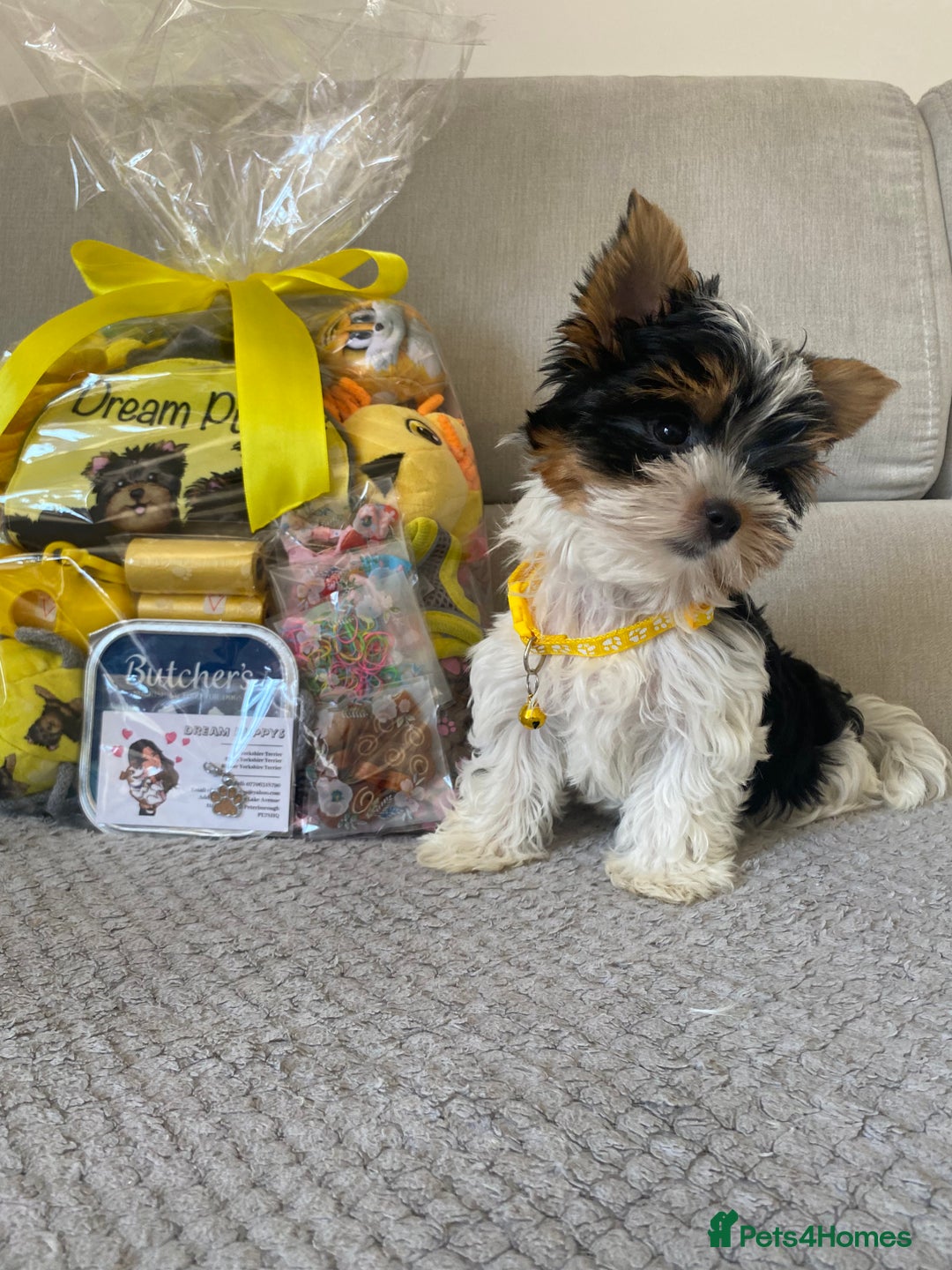 Yorkshire Terrier dogs for sale: Beautiful very small xxxs Biewer Yorkshire Terrier - Image 24