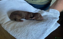 Cockapoo dogs for sale: Stunning F1BB cockapoos merles /phantoms/red ❤️ - Image 13