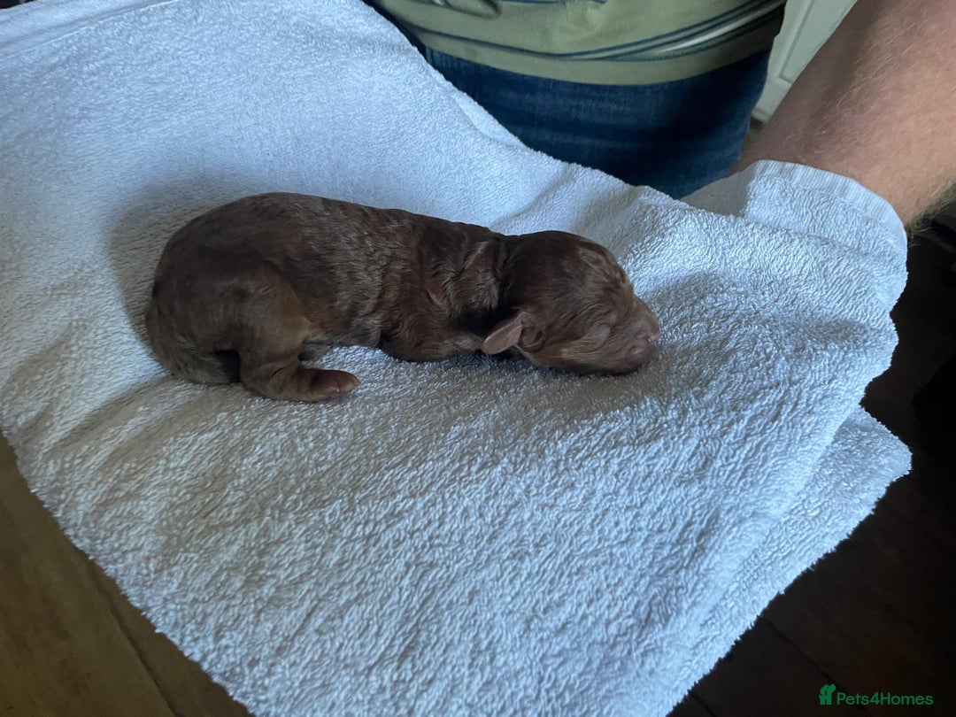 Cockapoo dogs for sale: Stunning F1BB cockapoos merles /phantoms/red ❤️ - Image 13