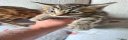 Bengal cats for sale: Kittens x bengal READY TO LEAVE  - Advert 19