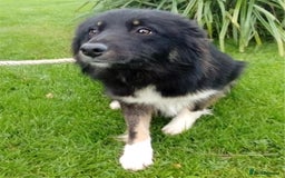 Border Collie dogs for sale: Bec, 'failed' working dog - Advert 1